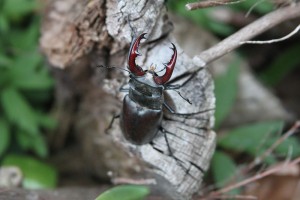 male stag beetle