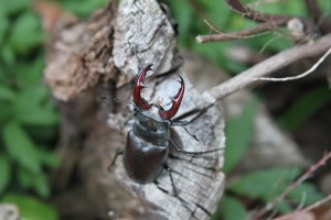IMG_6128-Garden-stag-beetle