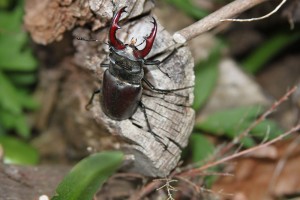 IMG_6129-Garden-stag-beetle