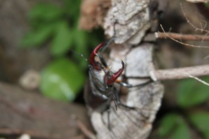 IMG_6131-Garden-stag-beetle