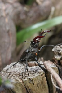 IMG_6132-Garden-stag-beetle