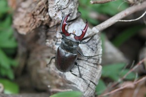 IMG_6135-Garden-stag-beetle