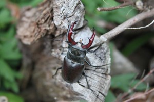 IMG_6136-Garden-stag-beetle
