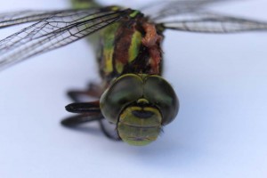 IMG_6749 Garden dragon fly