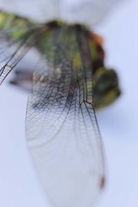 IMG_6750 Garden dragon fly