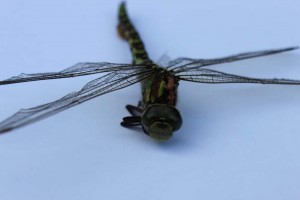 IMG_6751 Garden dragon fly