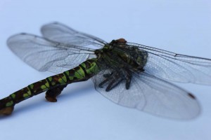 IMG_6752 Garden dragon fly