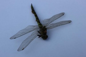 IMG_6753 Garden dragon fly