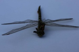 IMG_6754 Garden dragon fly