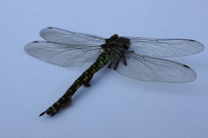 IMG_6755 Garden dragon fly