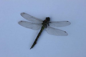 IMG_6756 Garden dragon fly