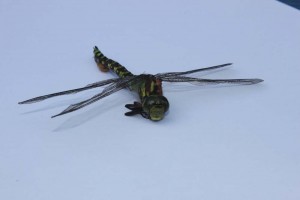 IMG_6759 Garden dragon fly