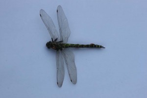 IMG_6760 Garden dragon fly