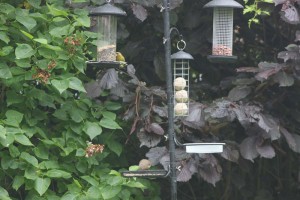 IMG_8432 Garden birds
