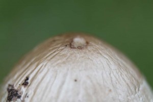 IMG_9254 Garden fungi