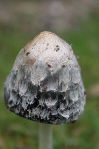 IMG_9261 Garden fungi
