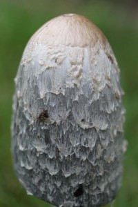 IMG_9265 Garden fungi