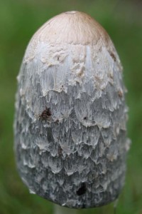 IMG_9266 Garden fungi