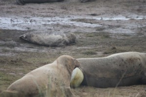 Donna Nook - the white is the pup emerging