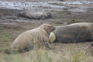 Donna Nook - the white is the pup emerging