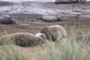 Donna Nook - pup out