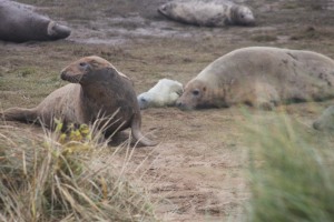 Donna Nook - cleaning the birth sack