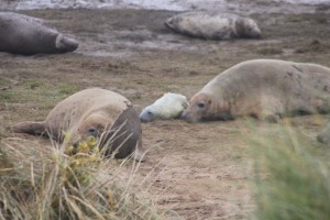 Donna Nook - exhausted