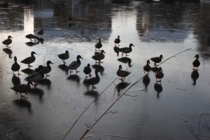 Ducks walking on water