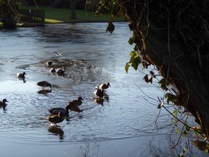 10 Garden ducks