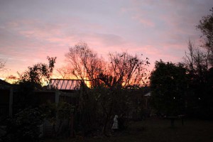 IMG_2579_Garden sunrise