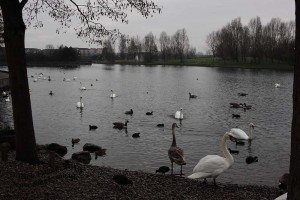 IMG_3431_Lakeside Doncaster