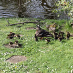 24 Ducklings