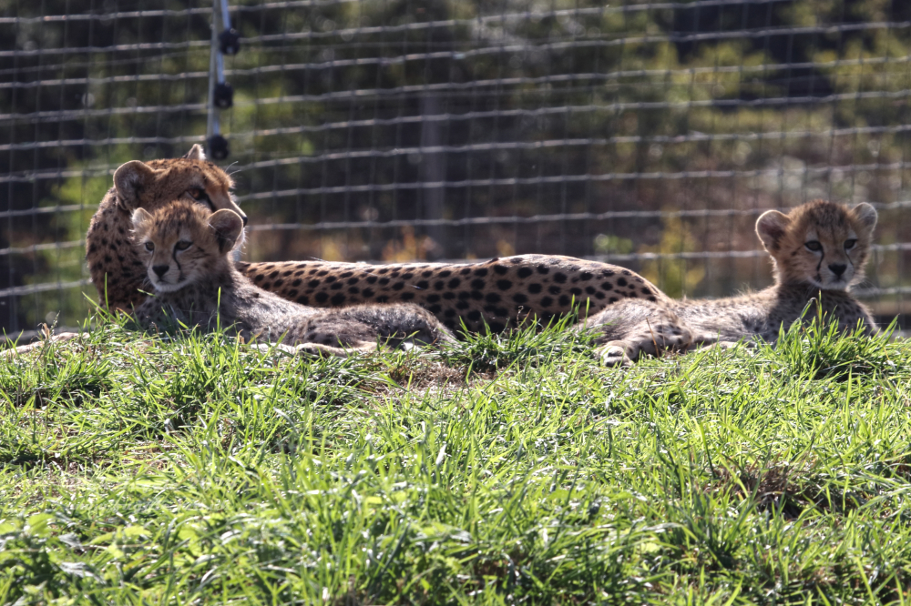 Yorkshire Wildlife Park