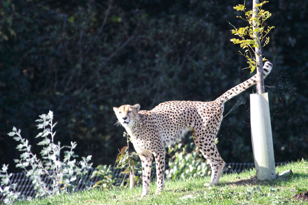 Yorkshire Wildlife Park