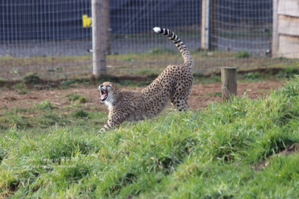 Cats at the Yorkshire Wildlife Park