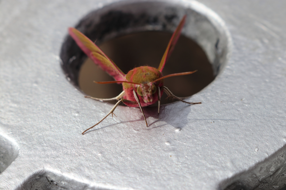 Elephant Hawkmoth