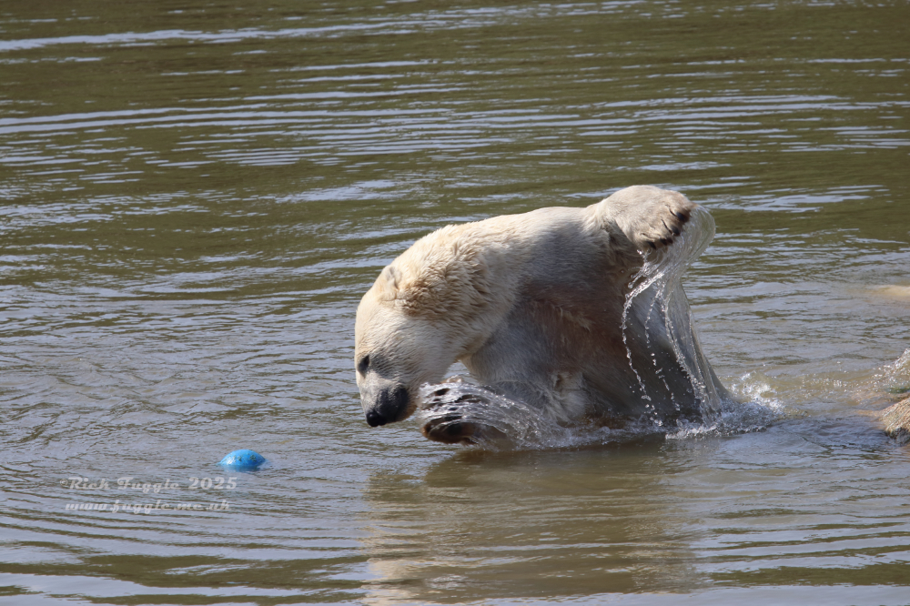 Yorkshire Wildlife Park