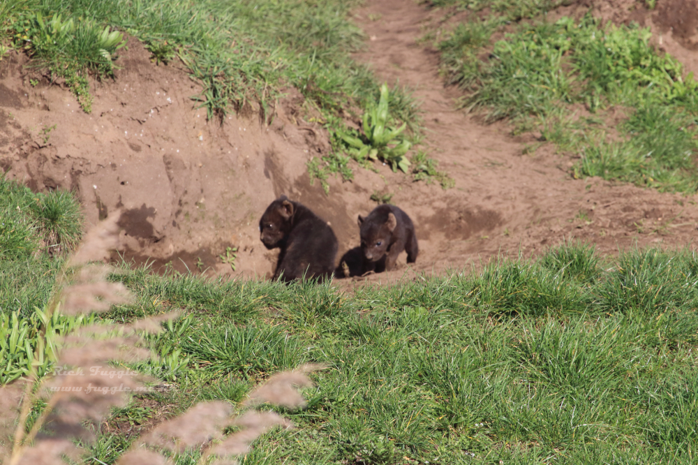 Yorkshire Wildlife Park