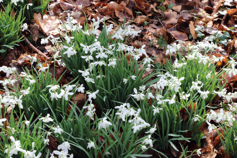 Snowdrops