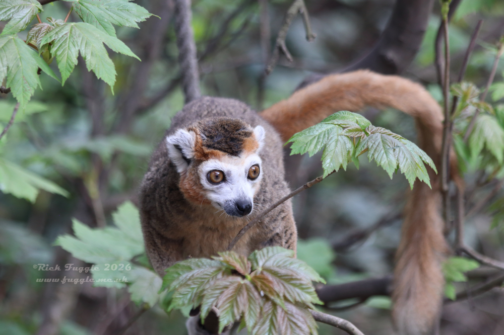 Yorkshire Wildlife Park