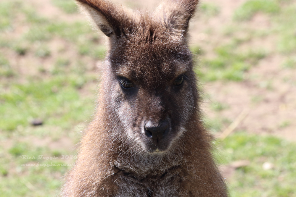 Yorkshire Wildlife Park