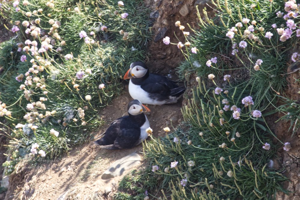 Flamborough Head