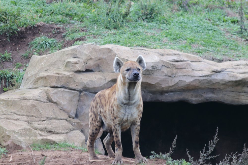 Yorkshire Wildlife Park